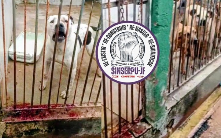 SINSERPU-JF denuncia mais um ataque de cachorro sofrido por servidor no Canil Municipal